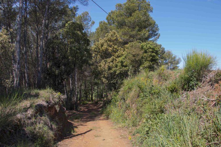 RUTES PLA 2 768x512