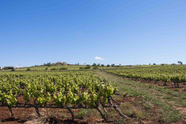 RUTES PLA 8 768x512
